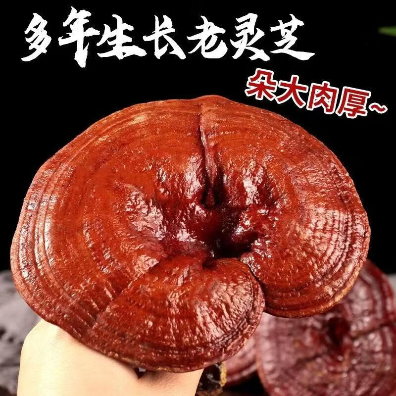 协穆胖东来同款端午节礼品长白山野生整朵灵芝中药材送长辈滋补泡酒料 整颗赤灵芝500g