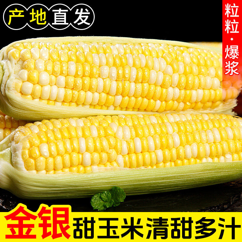 北森南屿云南金银水果玉米新鲜蔬菜水果糯甜玉米应季苞谷棒子现摘 5斤(300g起)带箱
