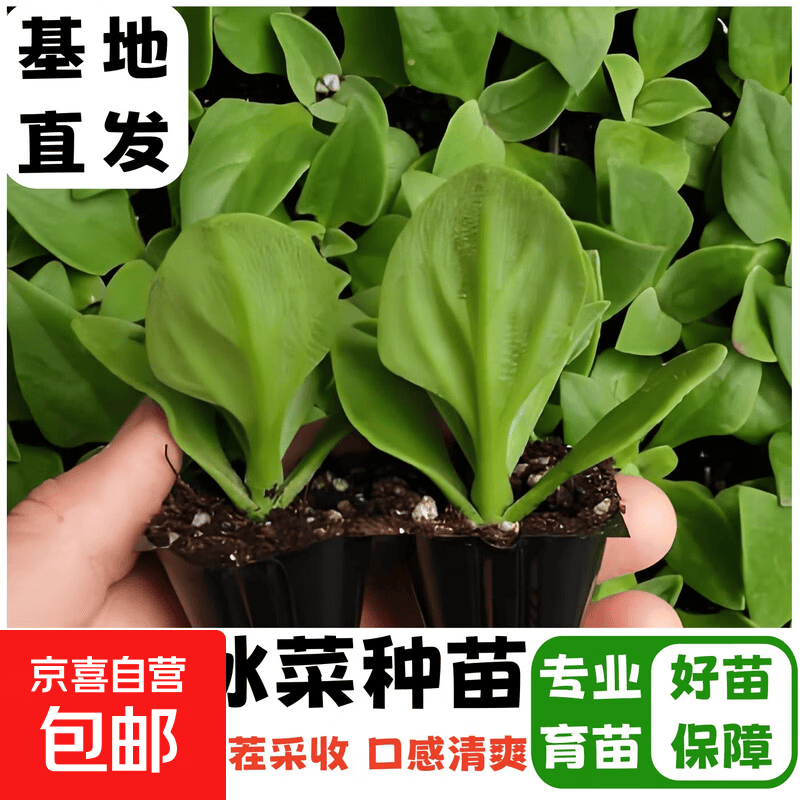 [寿光基地直发]水晶冰菜苗大叶冰草苗带土球四季冰菜秧苗盆栽庭院 精选大叶水晶冰菜苗12棵+1包肥
