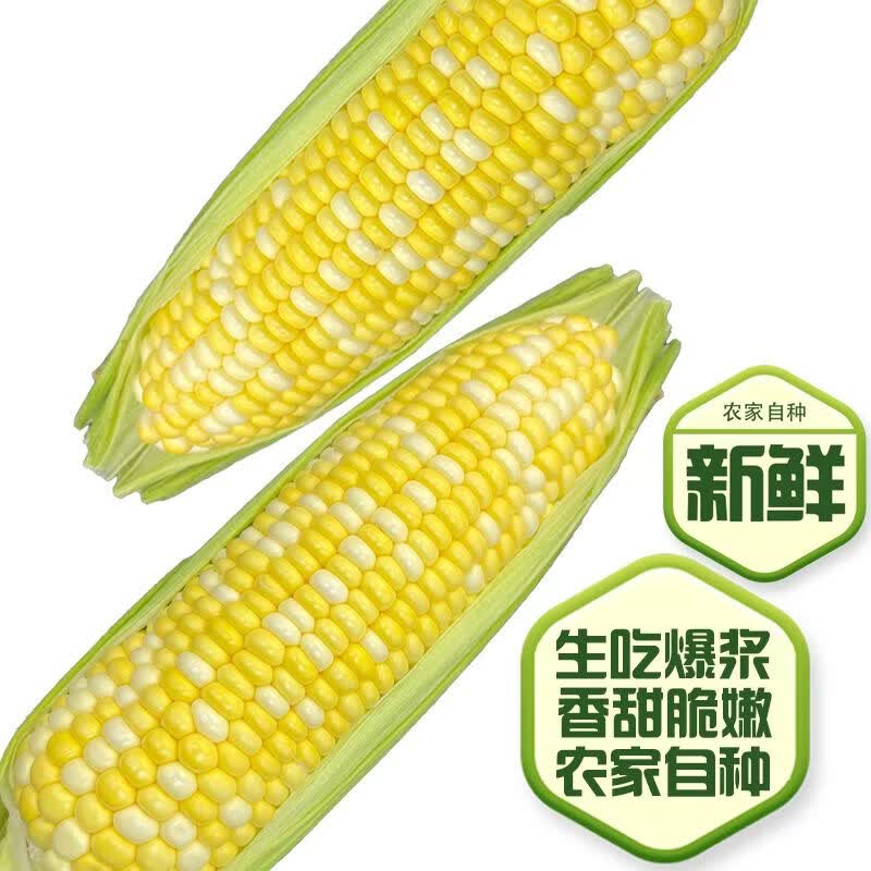 【京东物流送货到家】现摘生吃爆浆水果玉米孕妇苞谷棒即食嫩蔬菜 5斤
