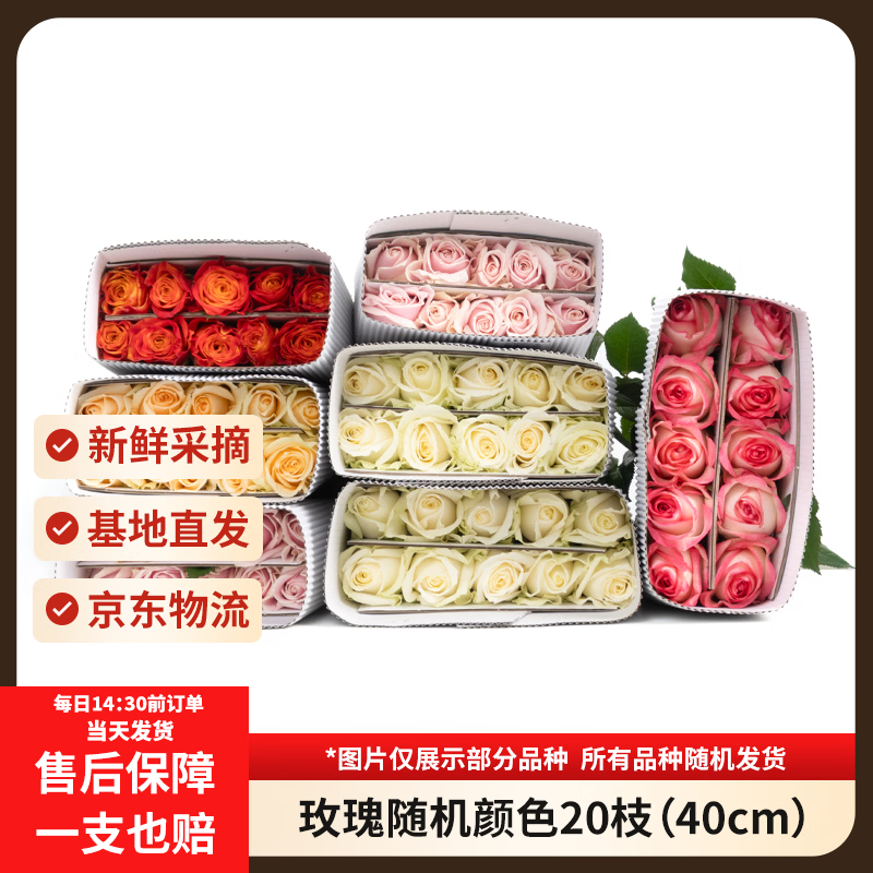 京东鲜花玫瑰花20枝随机1色或多色教师节送花礼物山东基地长40cm源头直发