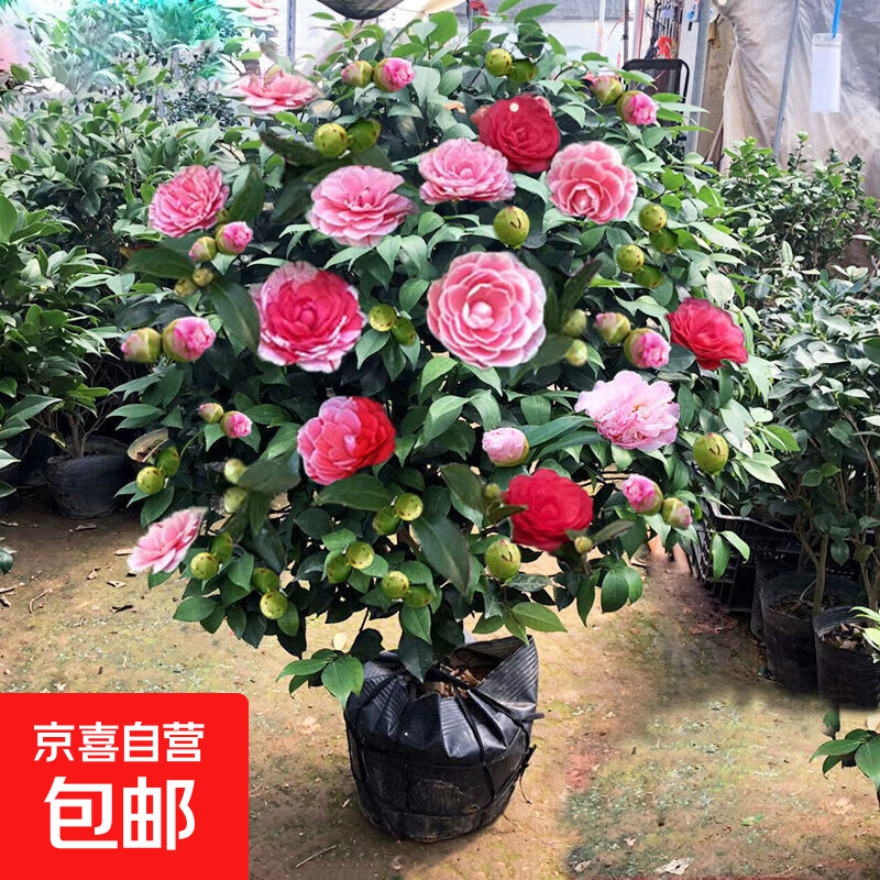 茶花苗四季香妃茶花盆栽带花苞浓香型庭院室内五色赤丹茶花树苗 精品五色茶花 2年苗