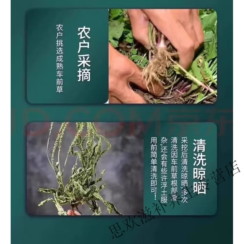 同仁堂正宗特级黑龙江野生车前草中药材无硫新货清热利尿泡水养生茶 甄选车前草当季采摘 125g*8罐