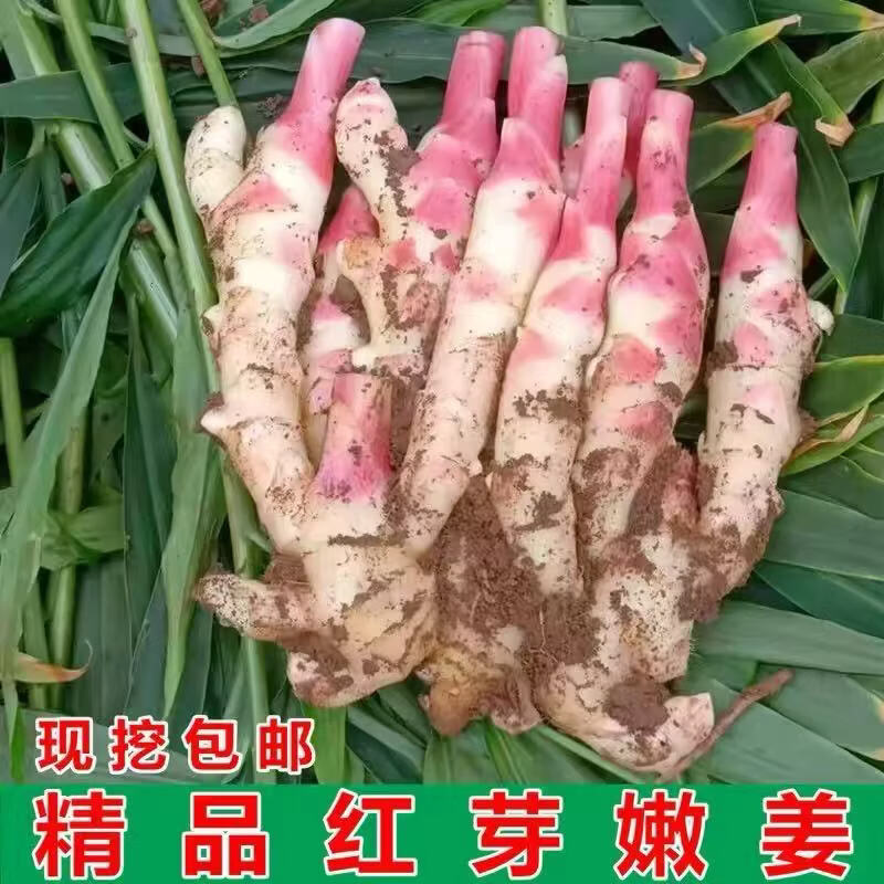 山东潍坊红芽嫩姜现挖大鲜姜可生吃可腌制蔬菜 5斤精选嫩姜