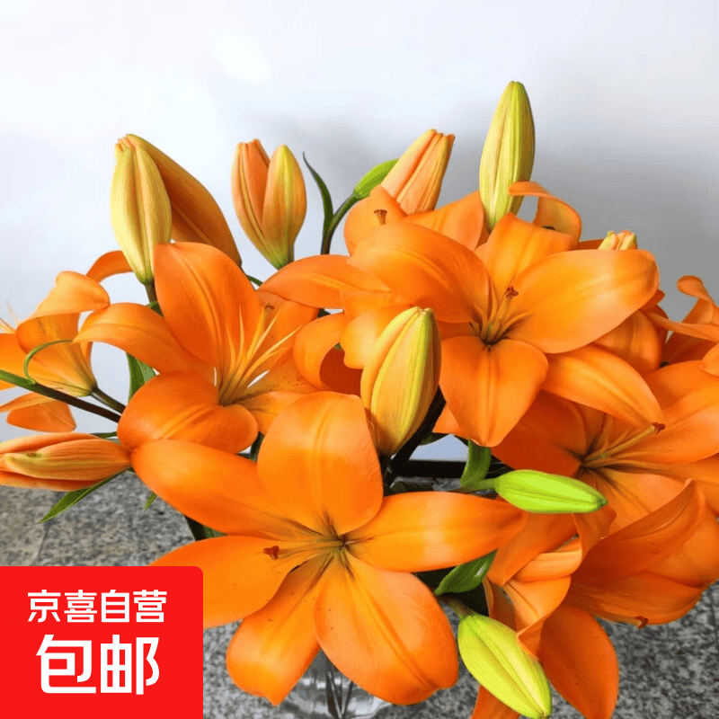橙色梦想无香亚百合鲜花居家水养插花送人云南基地直发 橙色梦想亚百合花10朵+保鲜剂
