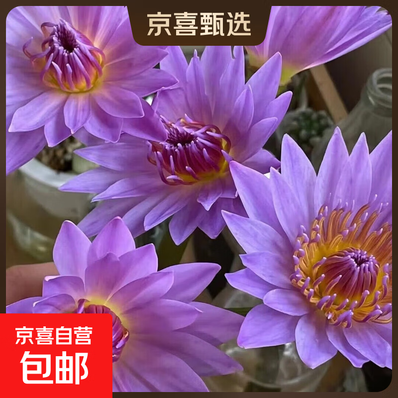 新鲜睡莲鲜花广州直发30CM带花苞家庭室38女神妇女节礼物生日礼物 紫色睡莲35CM10枝