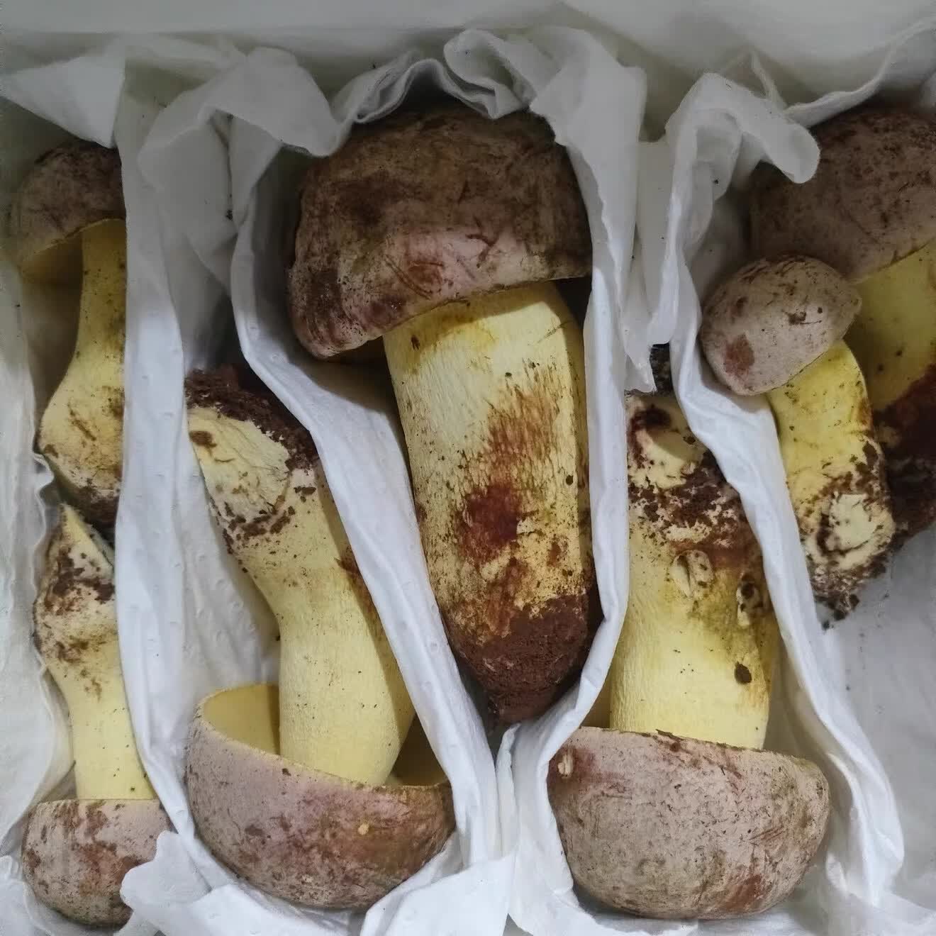 野生菌见手青牛肝菌新鲜现采顺丰空运粉菌白葱云南野生菌蘑菇2026 510g一斤精品质量装