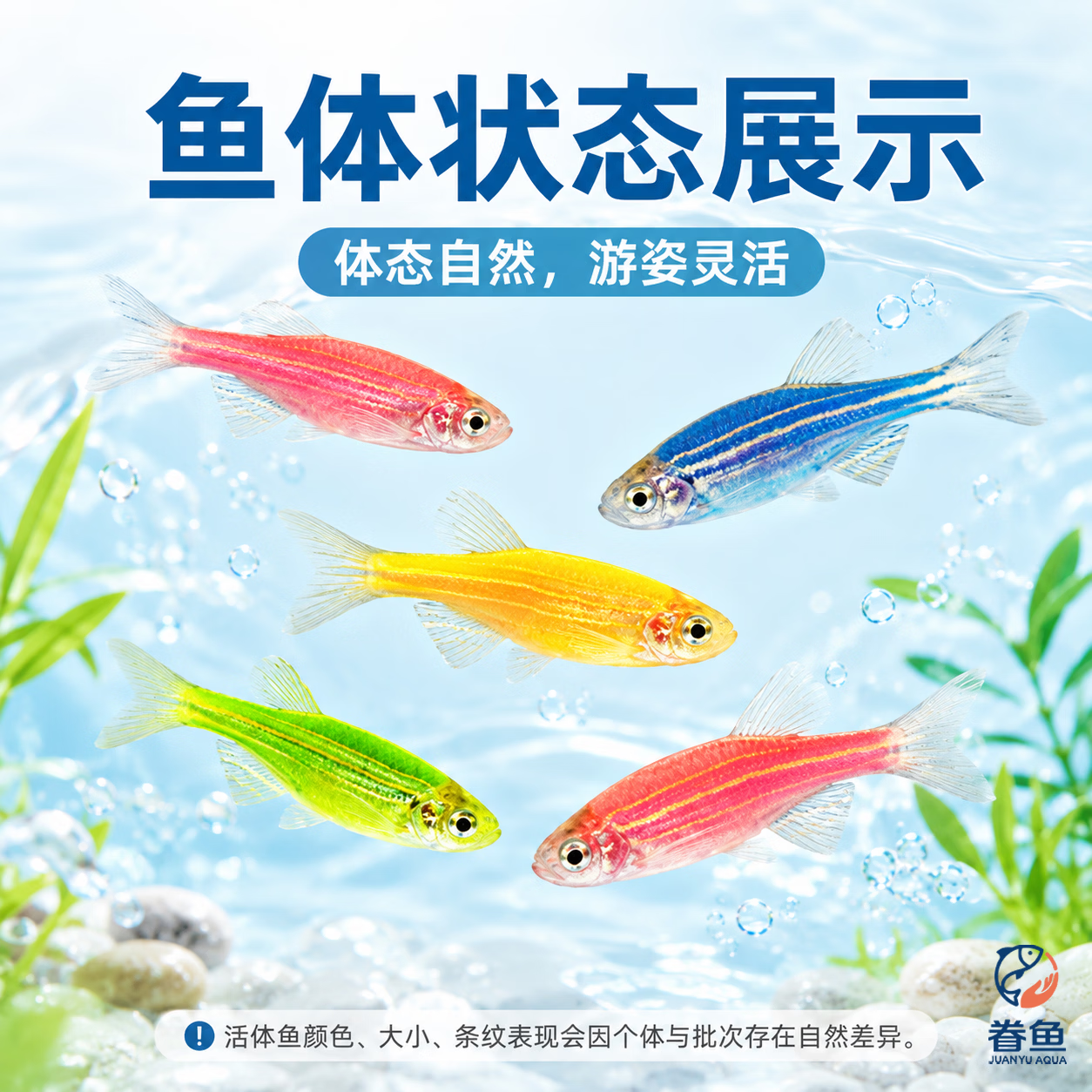 眷鱼七彩斑马鱼【顺丰发货】观赏鱼新手好养小型热带鱼群游淡水鱼 【顺丰包邮】2-3cm黄色斑马鱼13条 送鱼粮