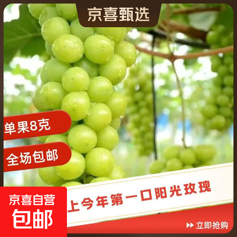 阳光玫瑰少籽提子整箱批发水果0.8斤-5斤（好吃实惠） 中果6g+ 0.8斤-1斤