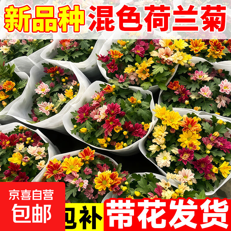 四季荷兰菊混色菊花苗耐寒易活花卉盆栽绿植好养室内外阳台绿植物 【带花发货】新品种混色荷兰菊原盆原土