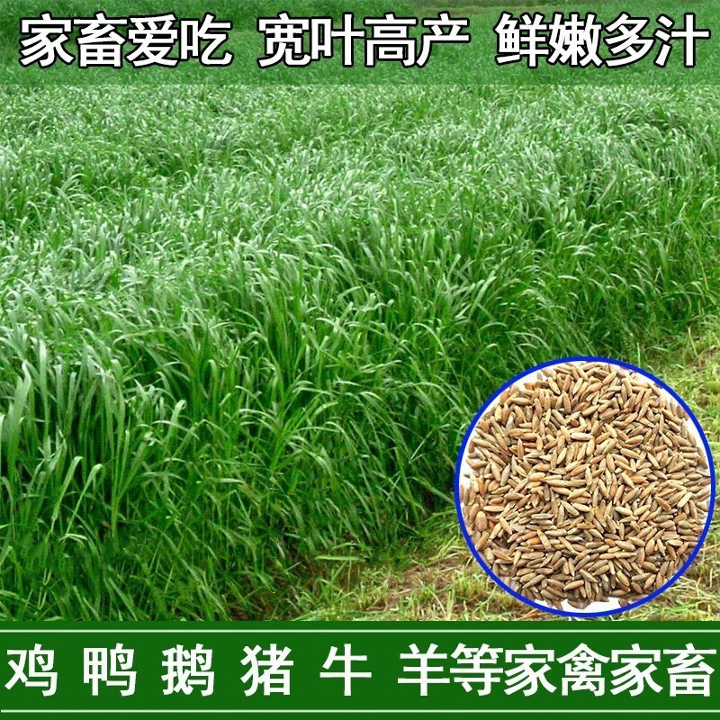 绿达黑麦草种子牧草种子四季种籽耐寒耐旱喂猪牛羊鸡鸭鹅鱼多年生牧草 多年生牧草黑麦草种子10斤