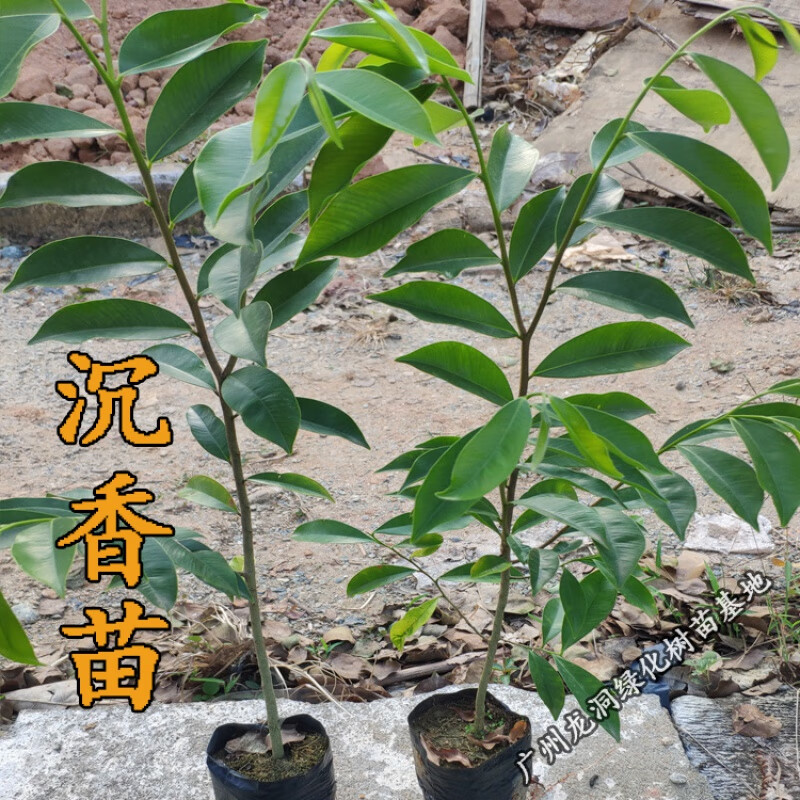 花姬  正宗小叶紫檀树苗树苗沉香苗印度檀香金丝楠木黑骨茶苗 沉香苗