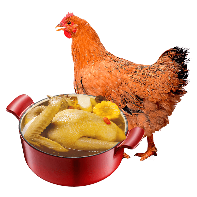 温氏 供港黄油母鸡1.4kg 黄油母鸡农家土鸡走地鸡整鸡 散养 鸡肉生鲜