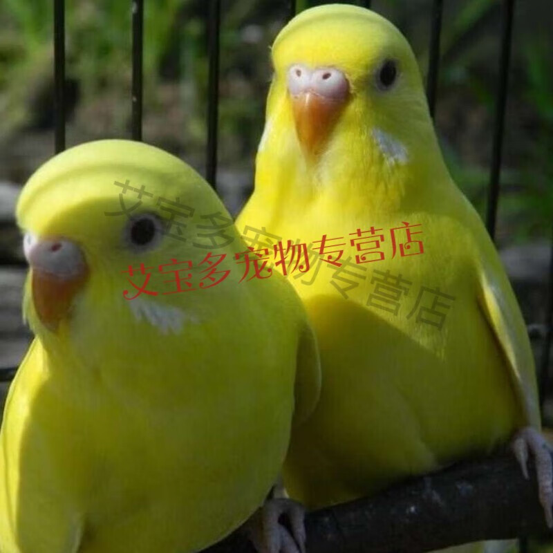 鸟虎皮鹦鹉玄凤鸟活物手养鸟会说话鸟观赏鸟 【包教说话】富贵黄红眼
