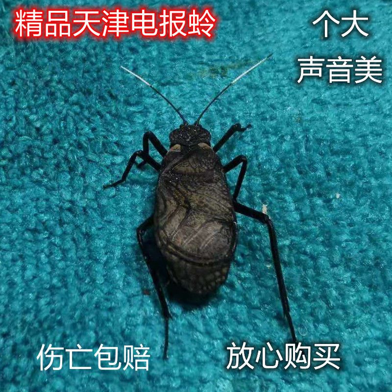纳学鸣虫活体电报蛉马蛉黑金钟新脱包邮叫声优美促销活动之电报蛉马蛉