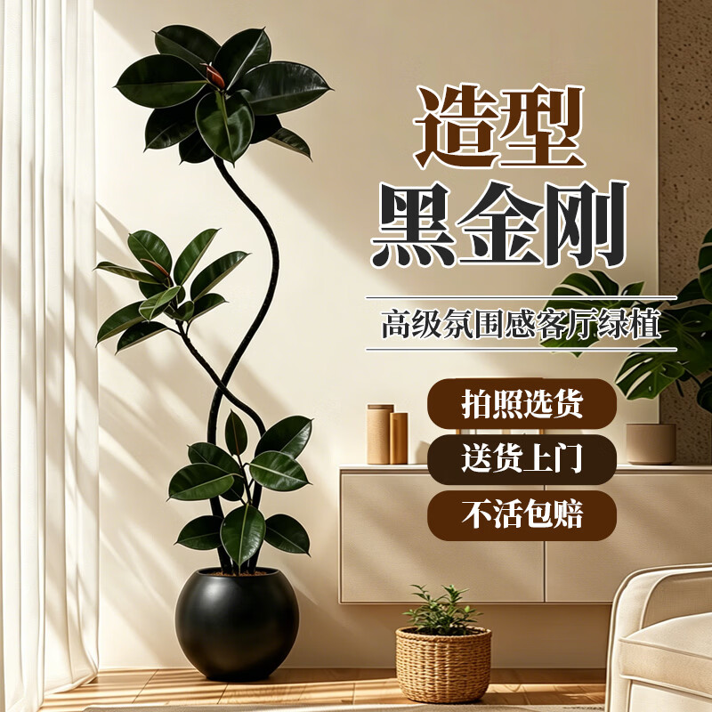 叹为观止 大型盆栽 单杆辫子发财树天堂鸟绿萝散尾葵办公室内开业乔迁礼品 黑金刚1.5-1.7米【黑色圆球盆】 含盆