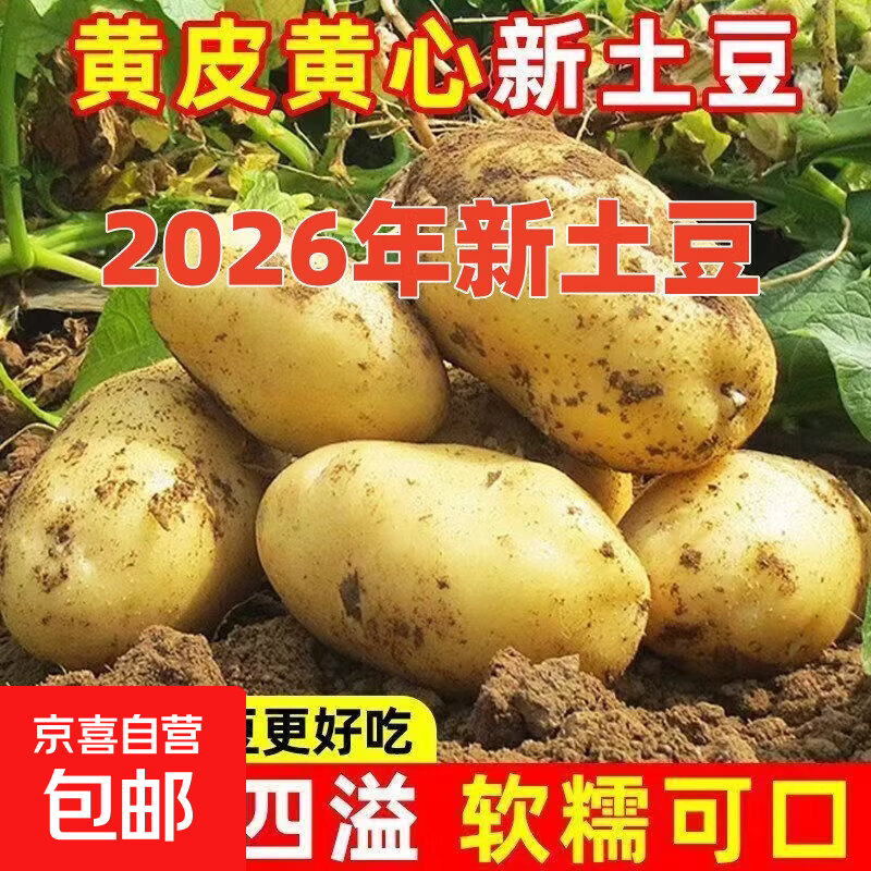2026新货土豆正宗新鲜现挖马铃薯洋芋整箱黄皮黄心软糯批发蔬菜 山东精品5斤净重（单果100g+） 手工臻选