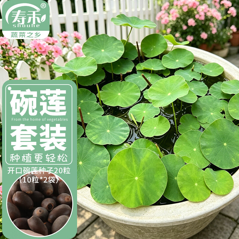 寿禾 碗莲种子已开口水培鱼缸装饰好养四季开花 碗莲2包20粒(10粒/包)