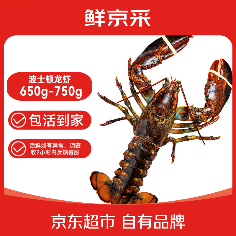 鲜京采 鲜活波士顿龙虾 净重650-750g/只 鲜活到家  源头直发