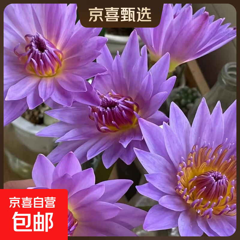 【睡莲】水养鲜花云南昆明基地花材鲜切花瓶插花38妇女节生日礼物 紫色睡莲5枝