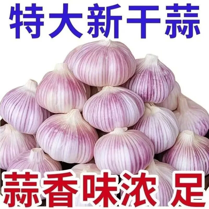 新鲜干大蒜正宗山东新干大蒜大蒜紫皮大蒜产地直发蒜香十足 产地直发蒜香十足 带箱五斤