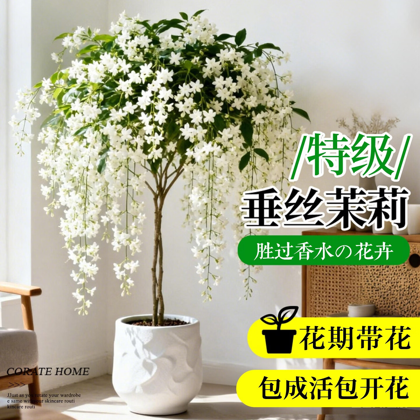 临雅垂丝茉莉老桩盆栽带花苞阳台室内垂吊风车易活四季绿植物花卉开花 垂丝茉莉特大苗【1.5加仑】