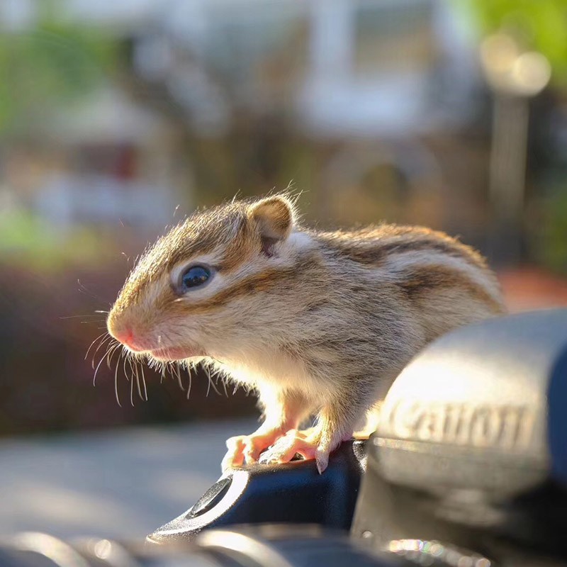 京东异宠活体历史价格在哪里找|异宠活体价格走势图