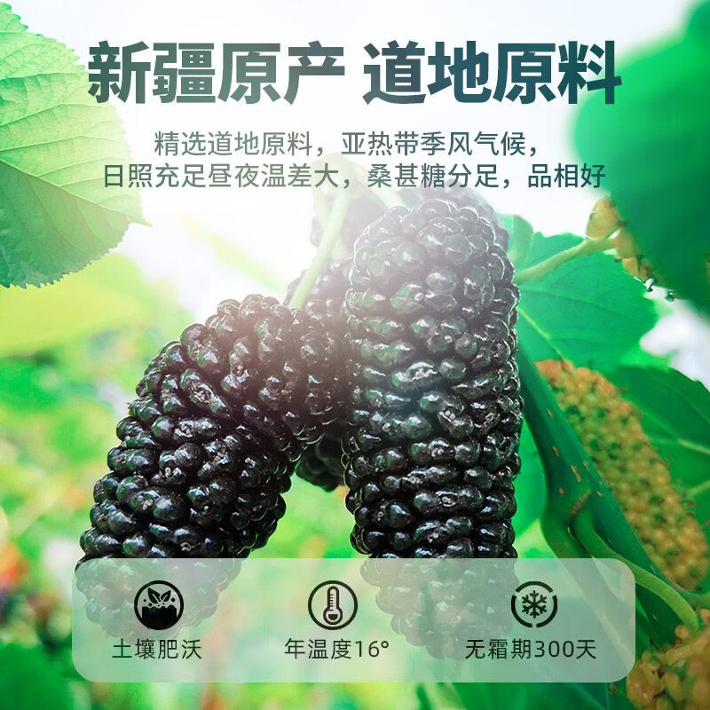同仁堂(TRT)大颗粒正宗新疆野生特级桑葚干黑桑葚黑桑椹干免洗无沙果泡水即食 老树大果桑葚干250g*4罐