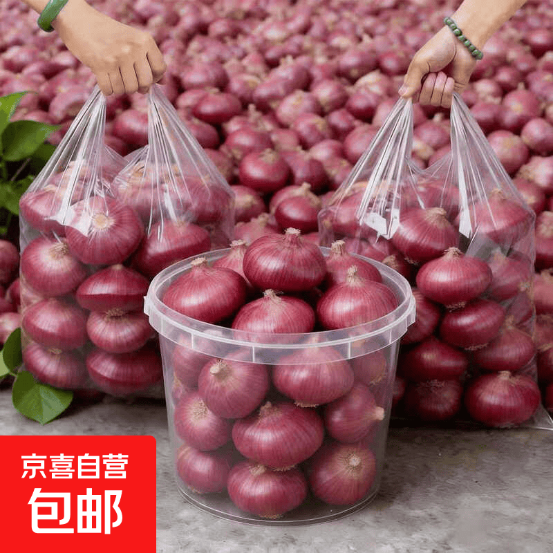 【东东买菜】2026年应季新鲜紫皮洋葱脆嫩圆葱洋葱蔬菜红皮特产 1斤