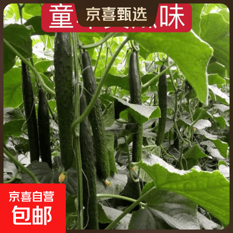 【东东买菜】山东曲堤黄瓜密刺黄瓜新鲜现摘京东快递浓郁黄瓜味 精品密刺绿芯黄瓜 2斤 （净重 1.8斤）