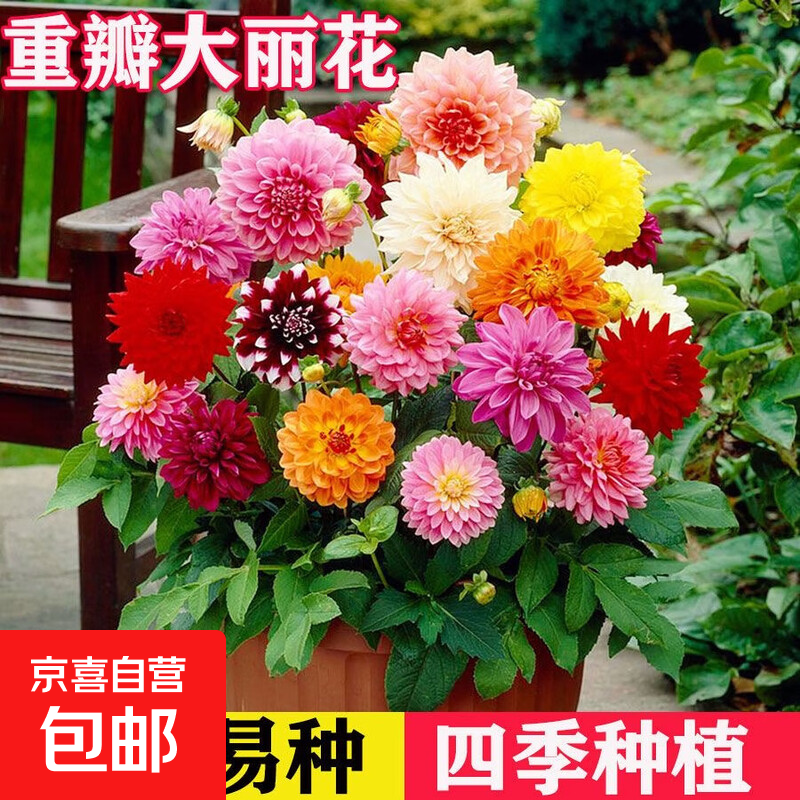 多年生种球绿植花卉盆栽地栽植物剑兰朱顶红铃兰芽藕根睡莲芍药 大丽花种球3个