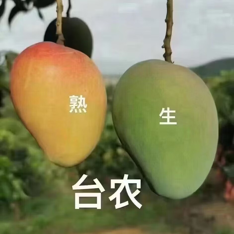 百色芒果精品礼盒台农贵妃大金煌芒两拼三拼装产地直发坏果包赔 一级精品大果礼盒装净果8斤（台农 、金煌、贵妃三拼）