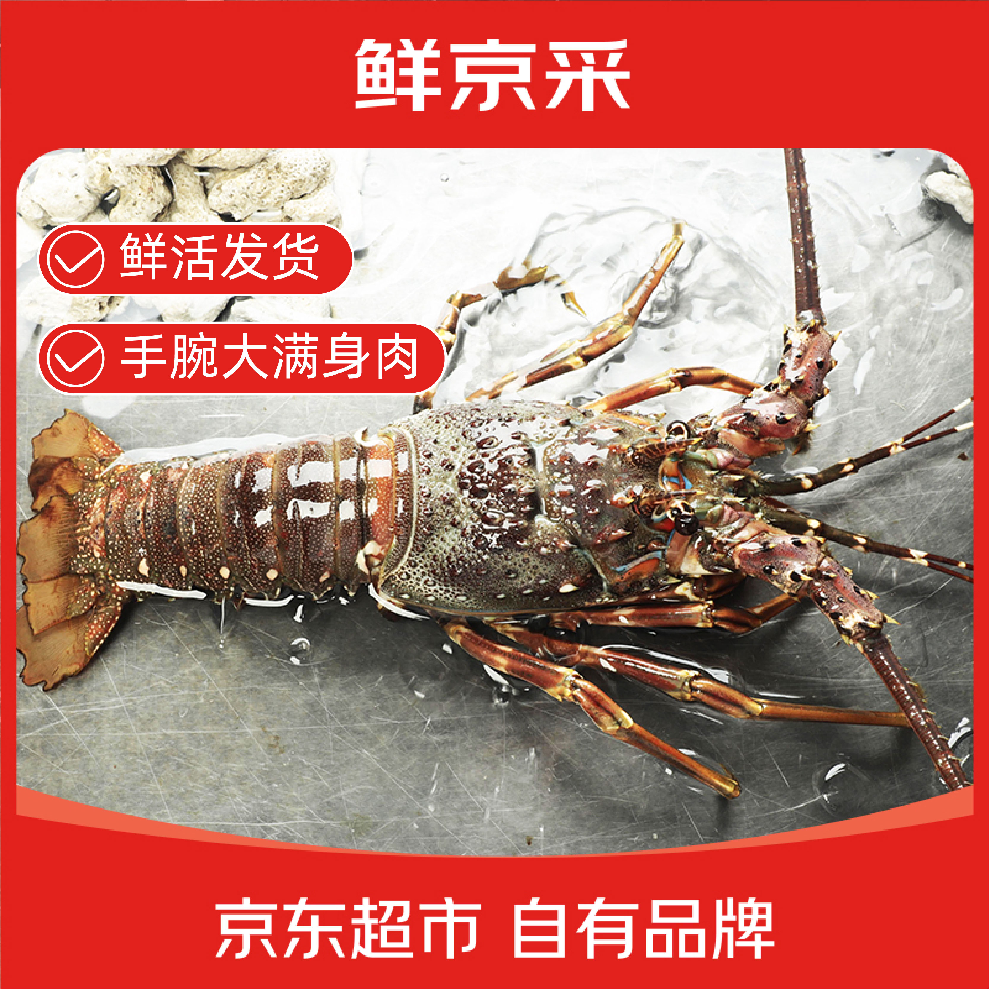 鲜京采 【预售】 鲜活越南小青龙 净重200-300g/只*2 保鲜到家 端午家宴