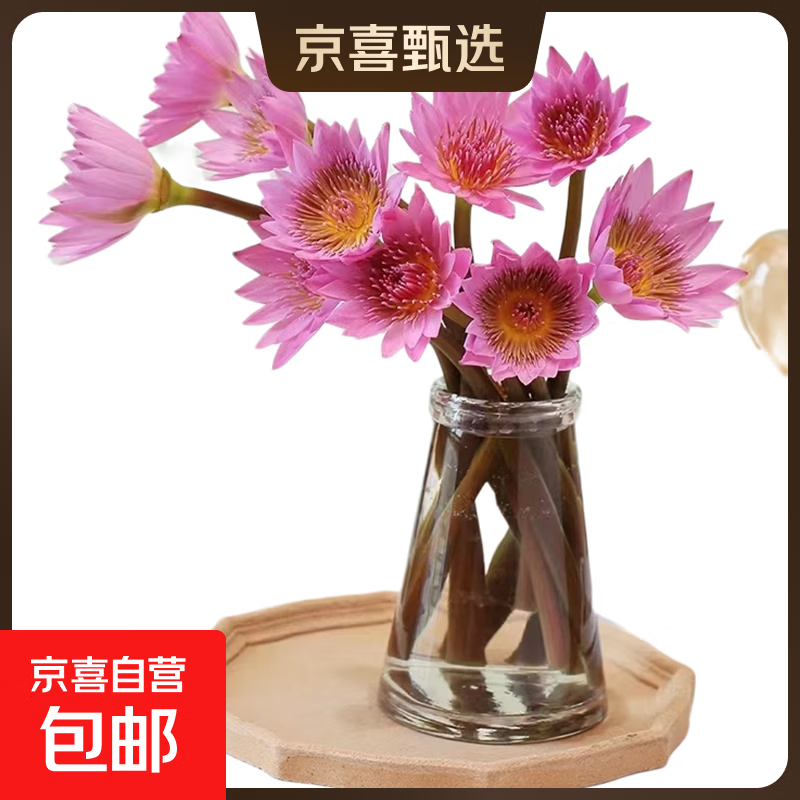 新鲜睡莲鲜花广州直发30CM带花苞家庭38女神妇女节礼物生日礼物 粉色睡莲10枝