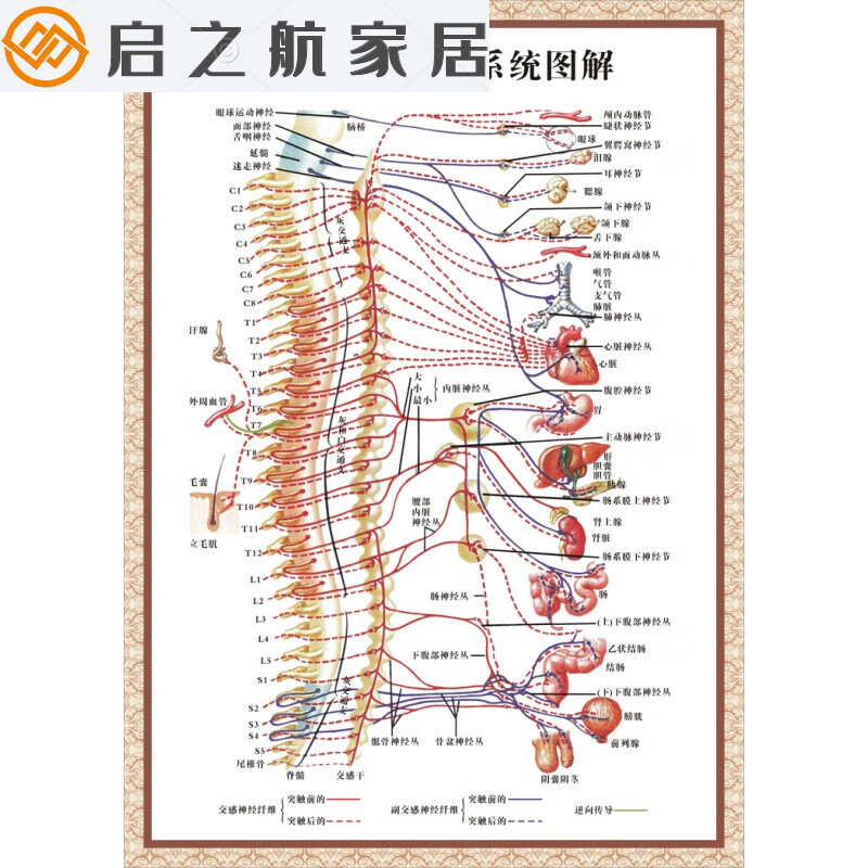解剖图 医学挂图 神经解剖图 中医养生装饰画 人体自律神经图解 pvc