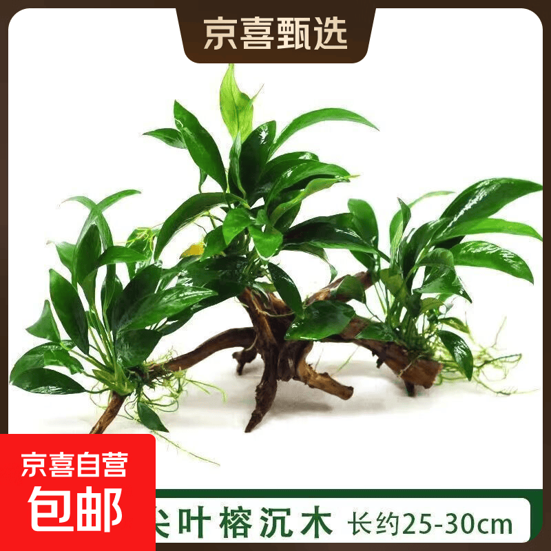 【京东物流】水草套餐 好养耐活真水草植物绿菊大叶绿九冠鱼缸 三头丹麦榕沉木