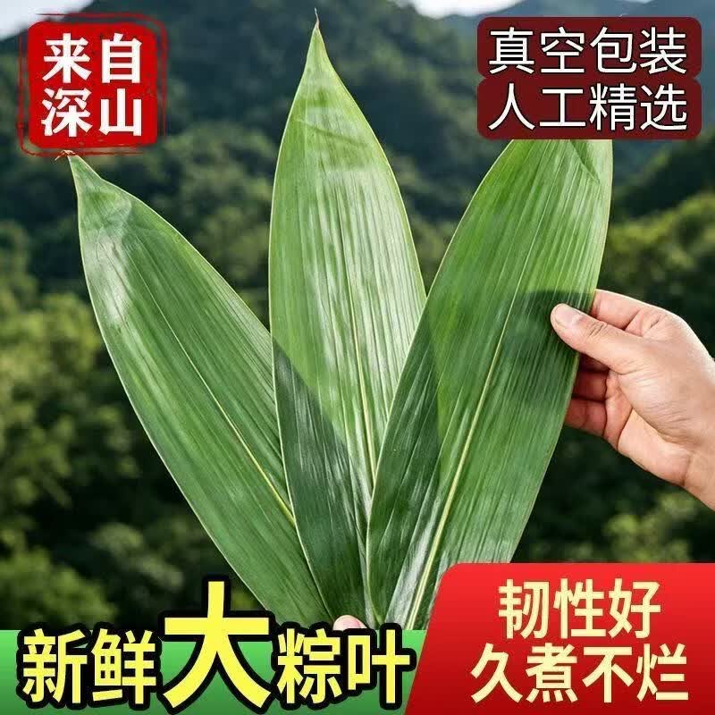 协穆深山新鲜粽叶子真空锁鲜叶片柔韧新手自制端午节包粽子食材送棉绳 特大鲜粽叶实惠装【共200片】 50片*4袋