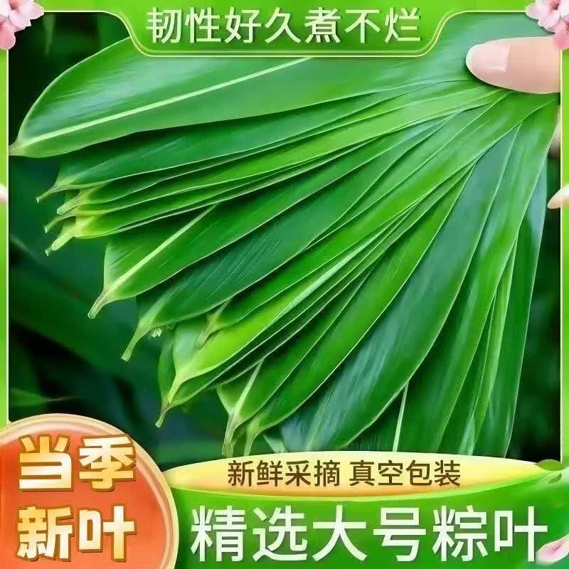 协穆深山新鲜粽叶子真空锁鲜叶片柔韧新手自制端午节包粽子食材送棉绳 特大鲜粽叶实惠装【共200片】 50片*4袋