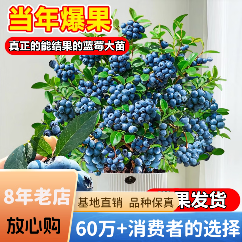 欧悟【带果发货】蓝莓树苗带原土蓝莓树盆栽地栽果树苗室内耐寒南北方 L25蓝莓【6年大苗带果发货】含原土
