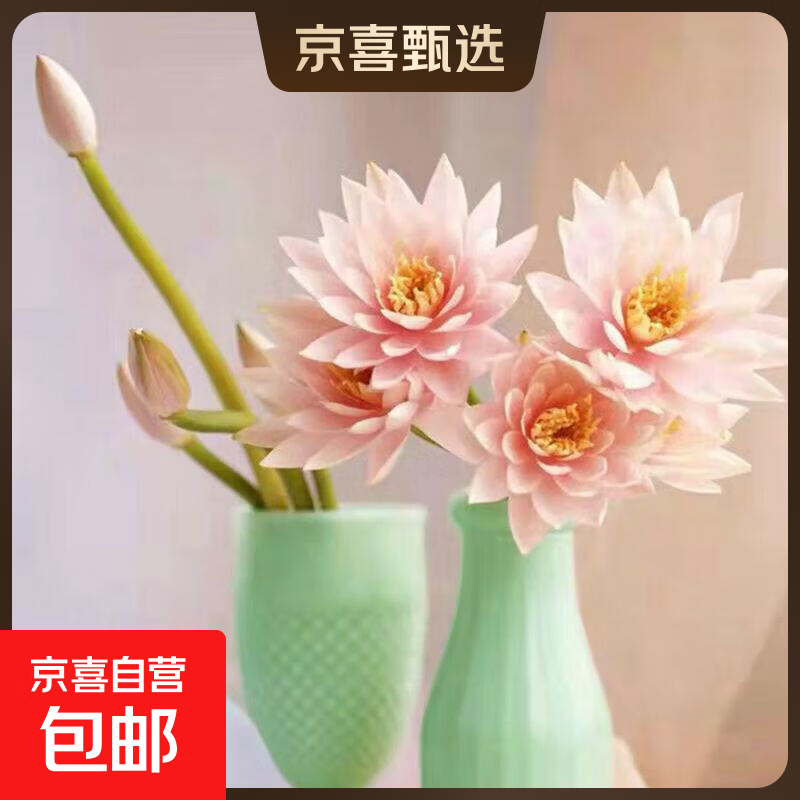 新鲜睡莲鲜花广州直发30CM带花苞家庭室38女神妇女节礼物生日礼物 随机色睡莲30CM10枝