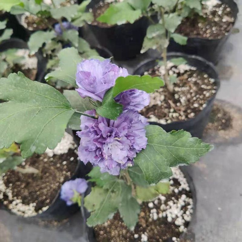 花卉春季盆栽阳台庭院小叶白花木槿多花抗旱乔木可盆栽 紫玉棒棒糖