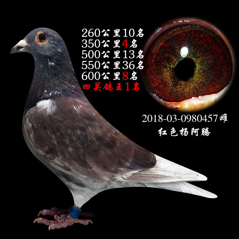 鸽子信鸽成绩鸽公棚特比天落鸟幼鸽种鸽观赏鸽赛鸽杨阿腾 瓦灰幼鸽一对随机发