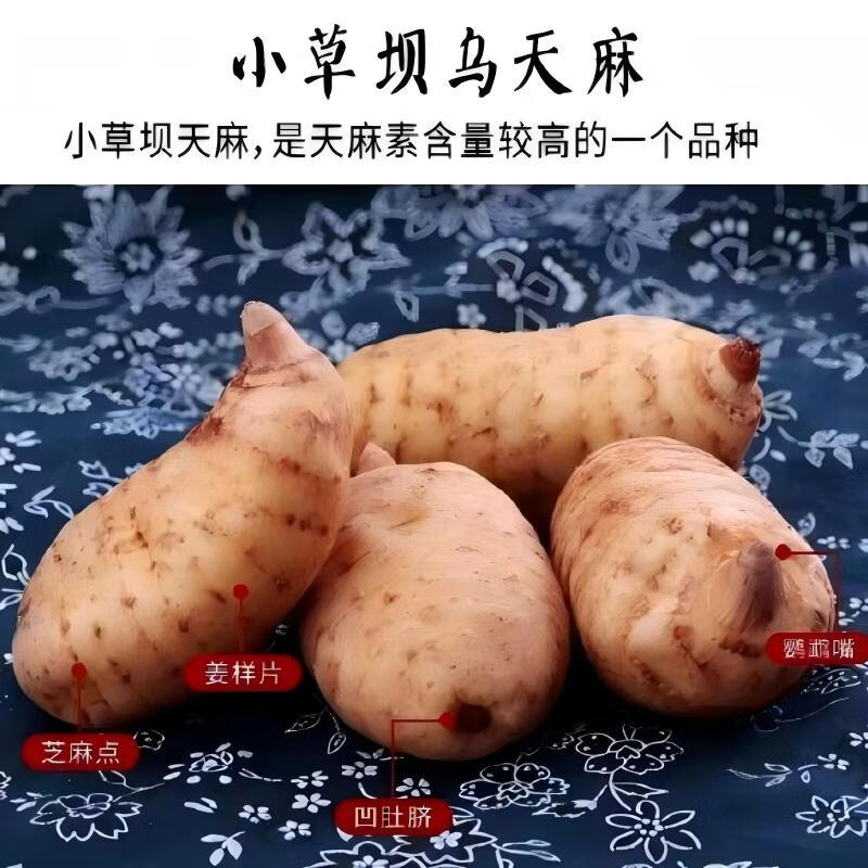 云南昭通小草坝新鲜乌天麻仿野生种植现挖现发原产地直发煲汤食材 原产地直发2.5kg大果（3-4个500g）煲汤食材 鲜天麻｜云南小草坝原产地直发