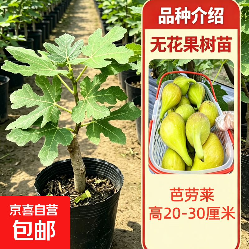 无花果树苗波姬红苗阳台盆栽带土带叶南北方种植树地栽四季可种植 【精品果苗 带叶带土】芭劳莱20-30厘米