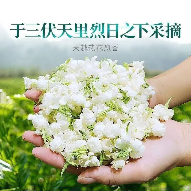 协穆特优级26年新货茉莉花干胖东来同款搭菊花枸杞饮用自制花果茶原料 食疗搭配长期囤货【共520g】 130g*4罐