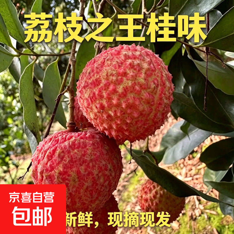 新鲜荔枝带箱3斤 69.9元 - 86线报