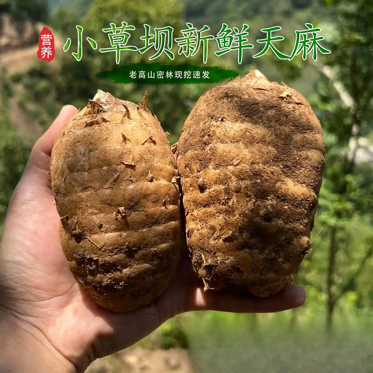 云南昭通小草坝新鲜乌天麻仿野生种植现挖现发原产地直发煲汤食材 原产地直发2.5kg大果（3-4个500g）煲汤食材 鲜天麻｜云南小草坝原产地直发