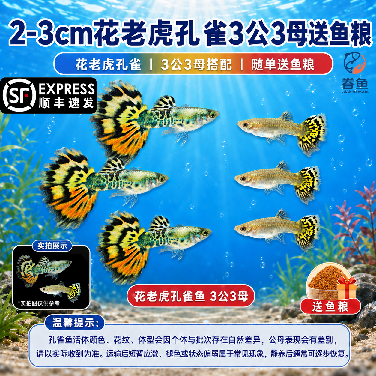 眷鱼孔雀纯种观赏鱼【顺丰发货】小型热带鱼淡水鱼好养活凤尾鱼可繁殖 【顺丰发货】2-3cm花老虎孔雀3公3母