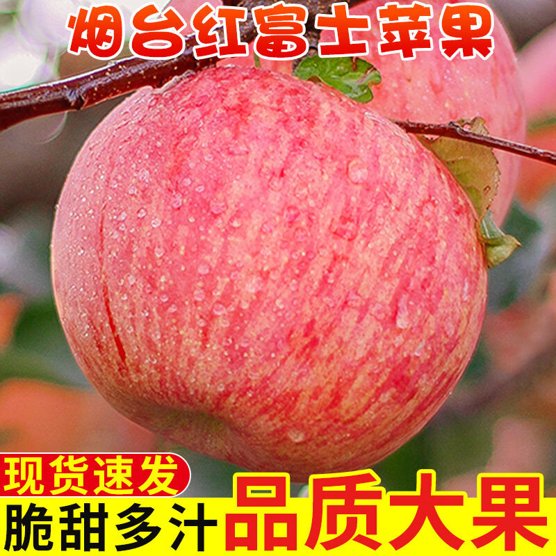 烟台红富士苹果产地直发脆甜多汁新鲜水果礼盒烟台苹果送礼整箱 尝鲜装75MM红富士6枚装