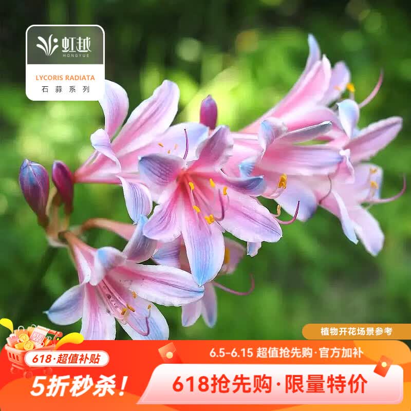 虹越2026石蒜种球 庭院花园多年生曼珠沙华彼岸花球根花卉种球HN 【5球】粉蓝石蒜(换锦花) (周长8+cm)